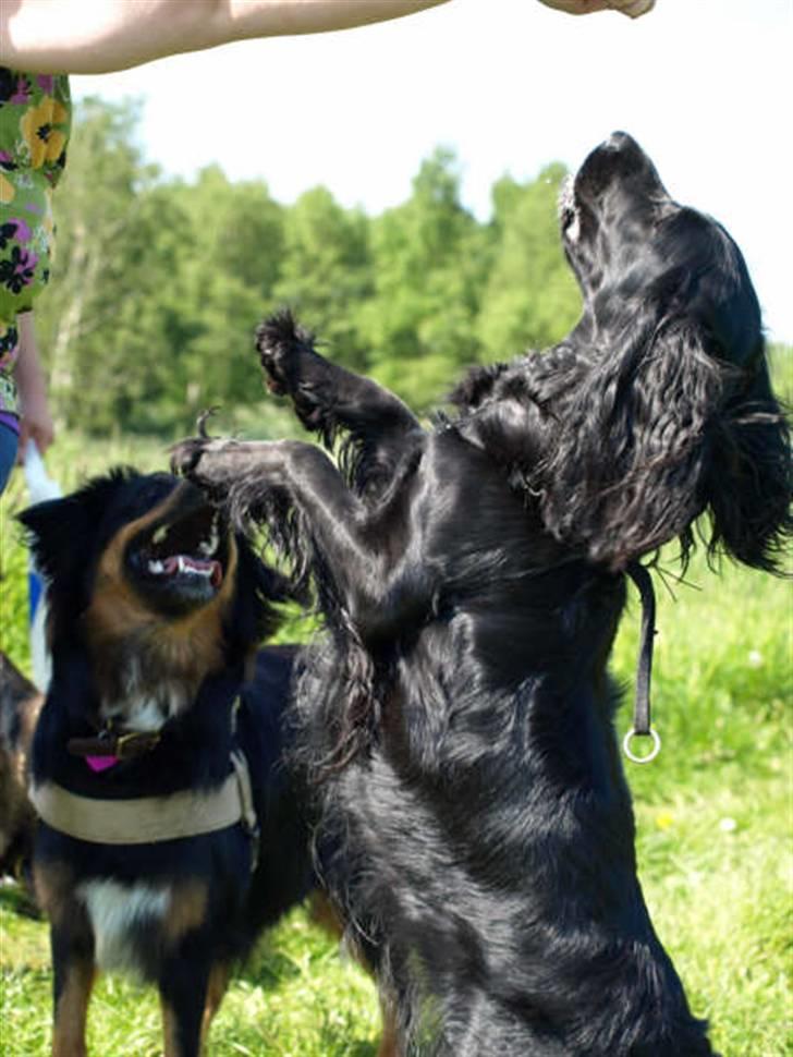 Blanding af racer Zenta billede 4