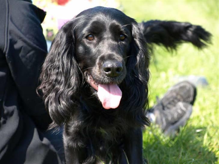 Blanding af racer Zenta billede 5