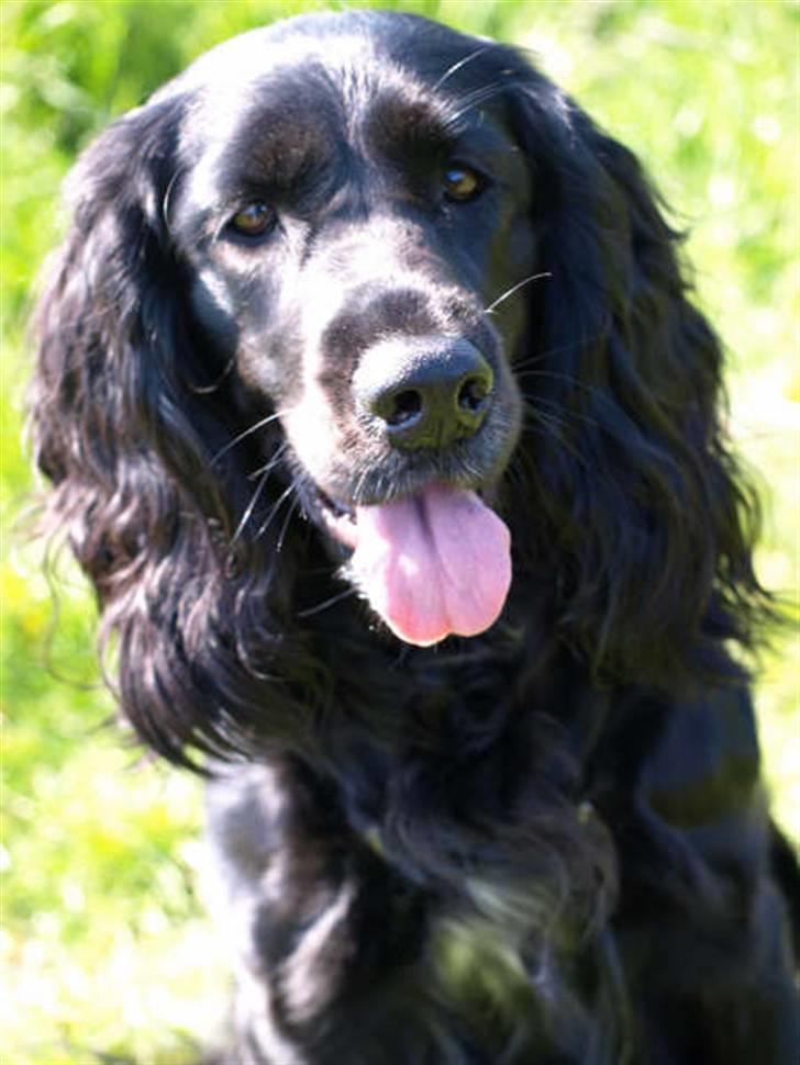 Blanding af racer Zenta billede 6