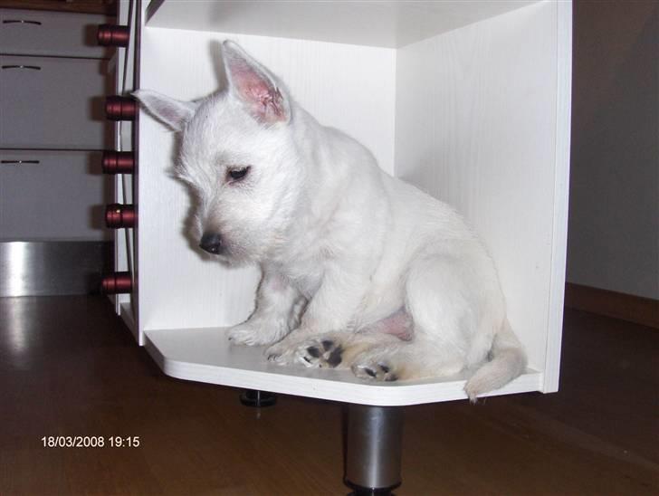 West highland white terrier KIKI - et rigtig godt sted i køkkenet billede 2