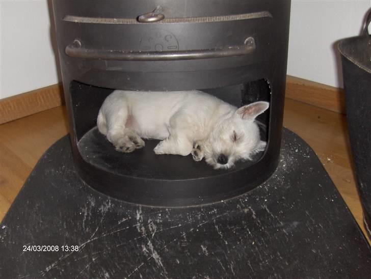West highland white terrier KIKI - - der er ikke ild i brændeovnen..... billede 3