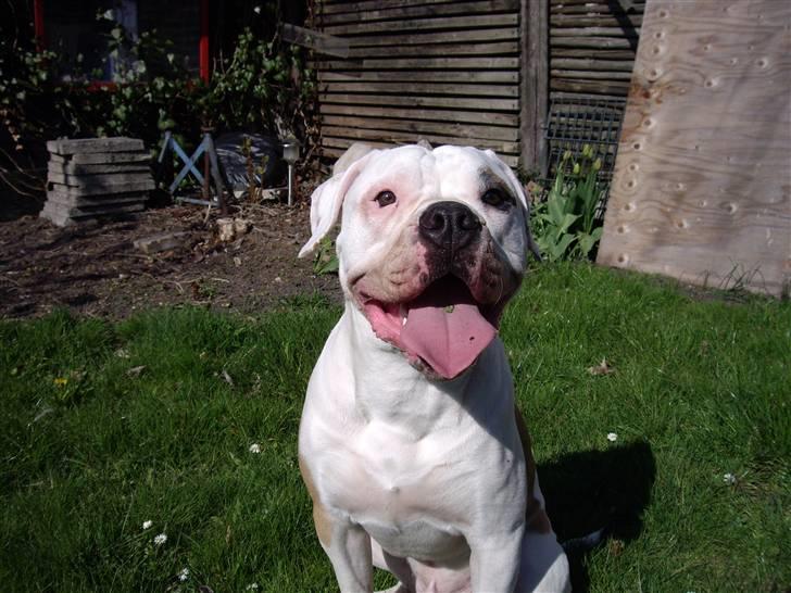 Amerikansk bulldog Rex - tager lige en slapper .. :o) billede 20
