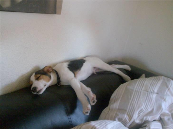 Jack russell terrier Enzo - når jeg er rigtig træt så sover jeg også på ryglænet på sofaen billede 8