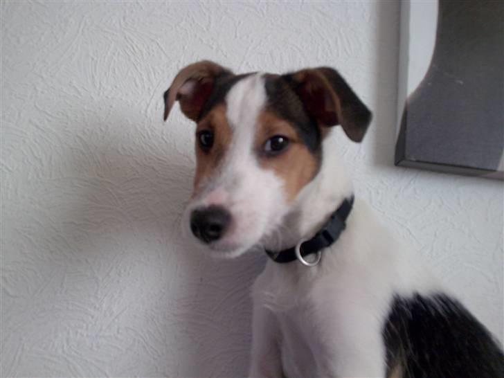 Jack russell terrier Enzo - STOP NU IKKE FLERE BILLEDER billede 9