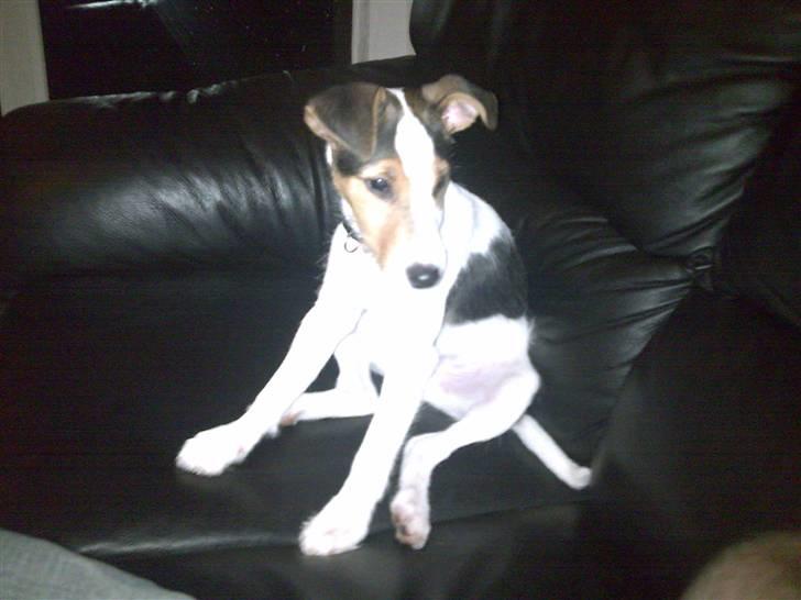 Jack russell terrier Enzo - Nu fjoller jeg og sidder helt ned på måsen  billede 10