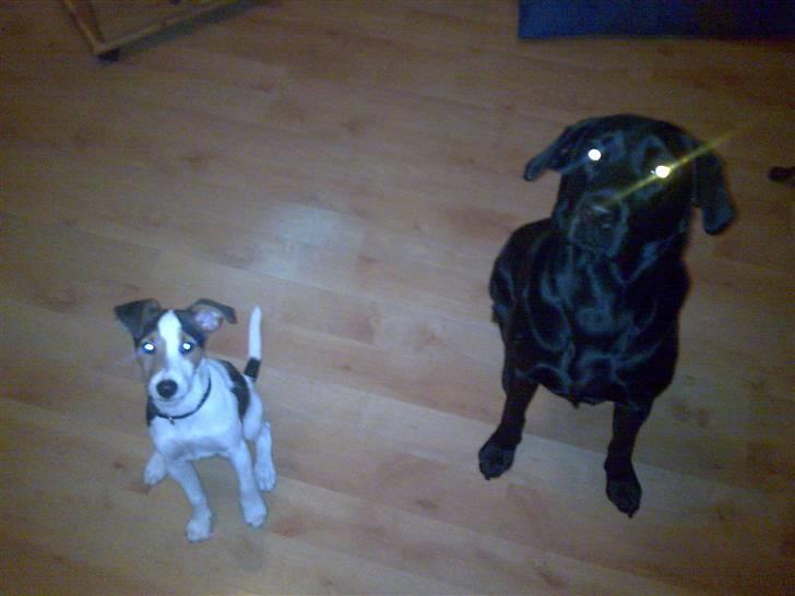 Jack russell terrier Enzo - min beste legekammerat Ronja og jeg der sidder pænt billede 11