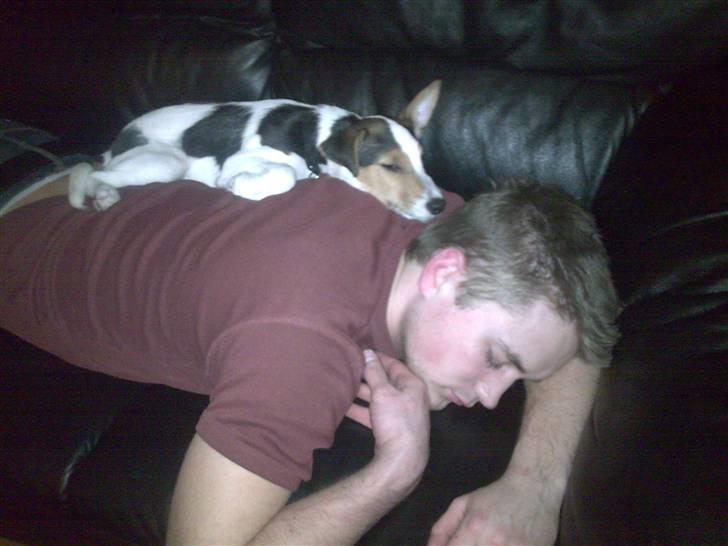 Jack russell terrier Enzo - Jeg elsker at sove sjove steder. nu er det min far jeg sover på billede 12