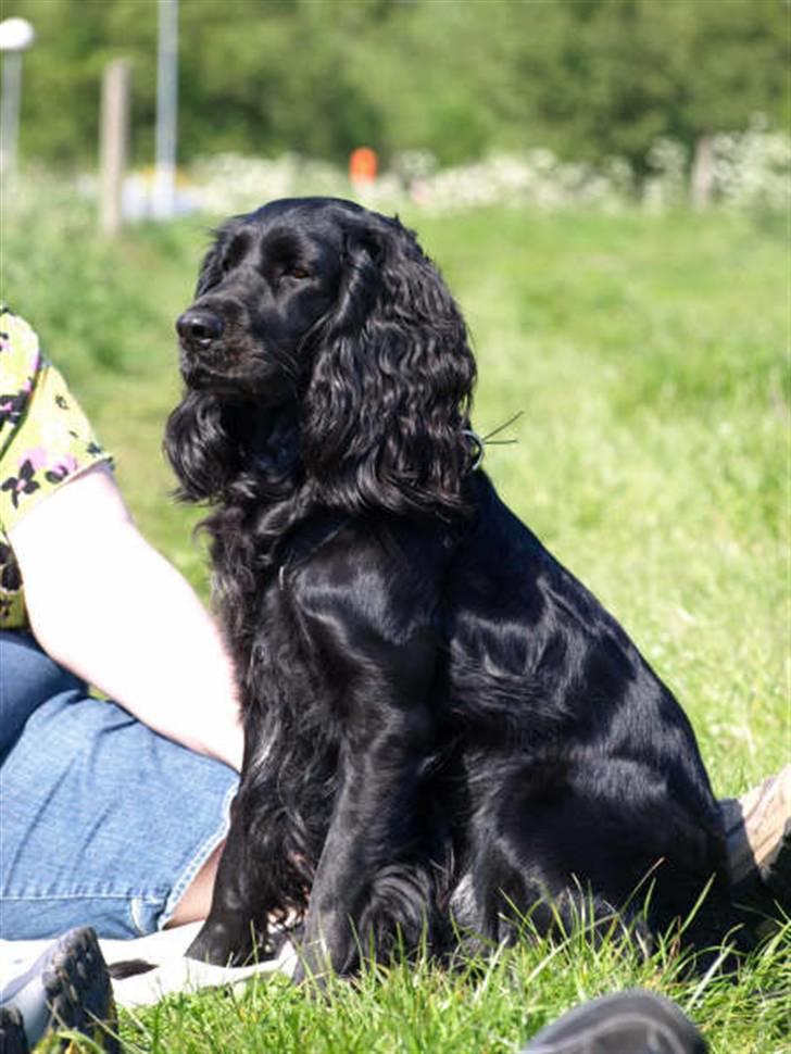 Blanding af racer Zenta billede 7