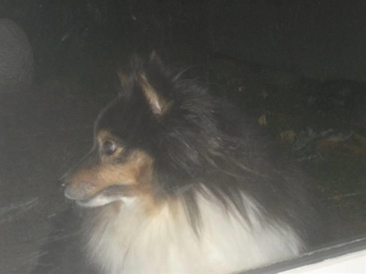 Shetland sheepdog Frida *død* billede 15