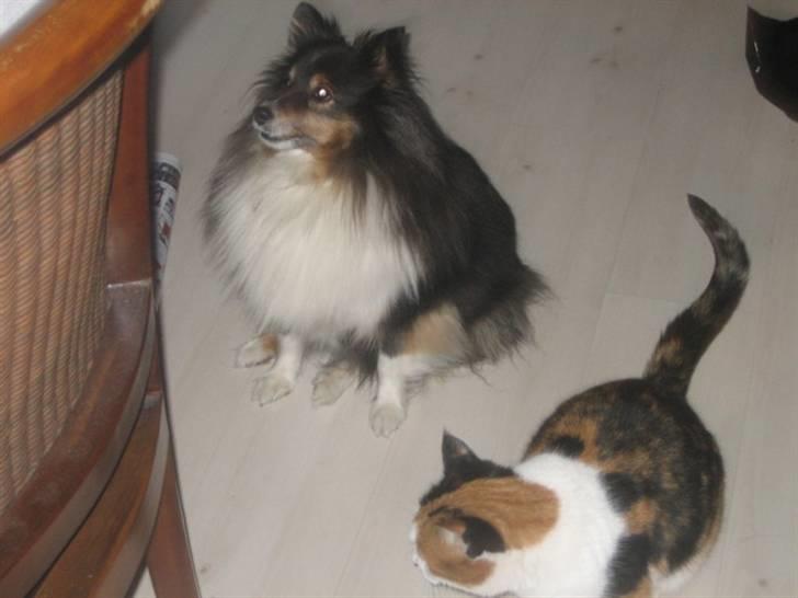 Shetland sheepdog Frida *død* billede 16
