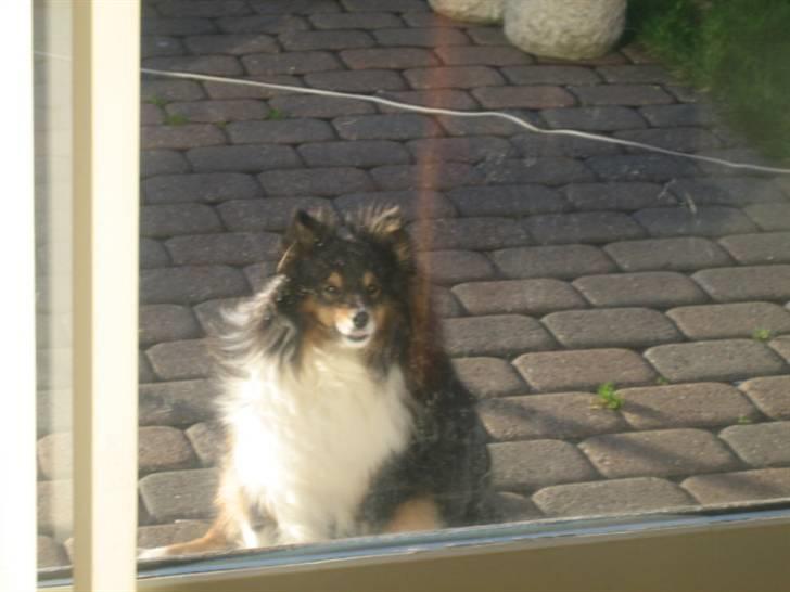 Shetland sheepdog Frida *død* billede 17