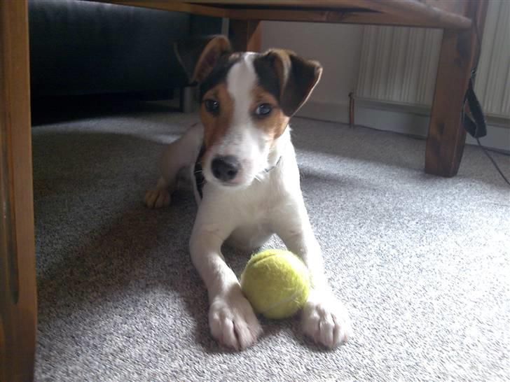 Jack russell terrier Enzo - Se min bold det er det sjoveste legetøj jeg har billede 13