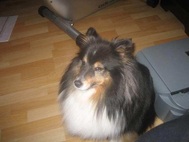Shetland sheepdog Frida *død* billede 19