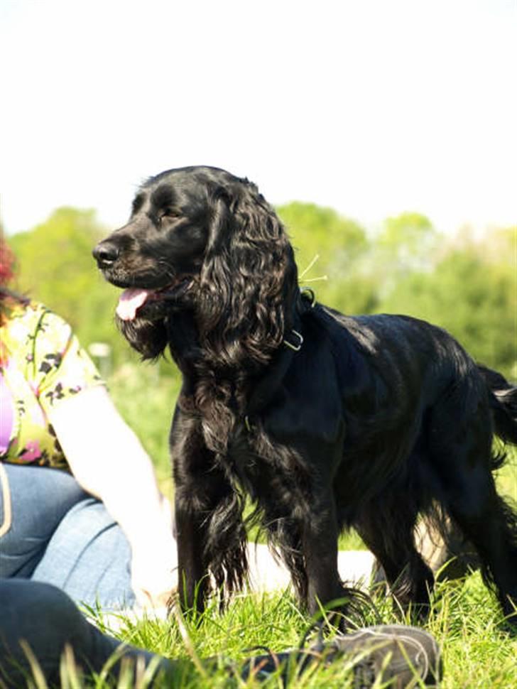 Blanding af racer Zenta billede 8