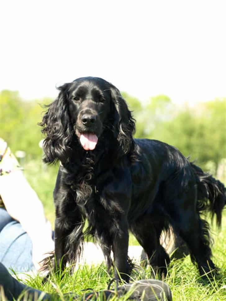 Blanding af racer Zenta billede 9