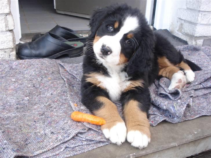 Berner sennenhund KAHLUA billede 4
