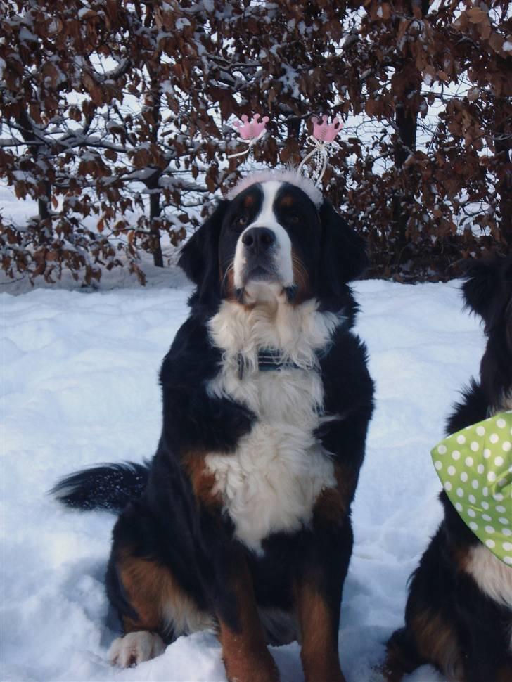Berner sennenhund KAHLUA billede 5