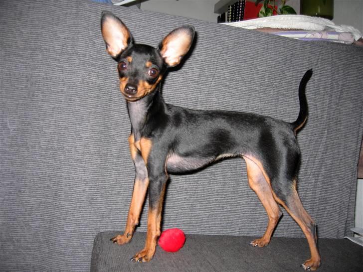 Prazsky krysarik Smilla billede 16