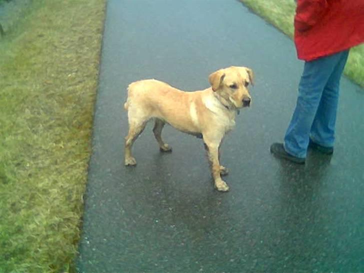 Labrador retriever Thor R.I.P. billede 11