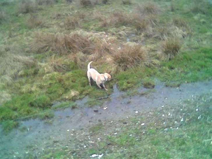 Labrador retriever Thor R.I.P. - På marken inden han mødte køerne billede 12