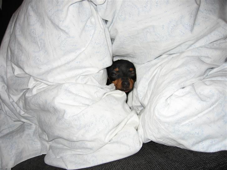 Prazsky krysarik Smilla billede 17