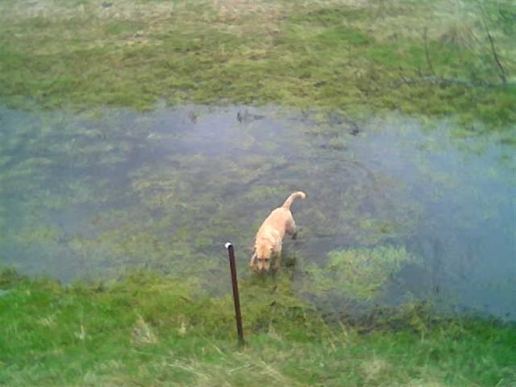 Labrador retriever Thor R.I.P. billede 14
