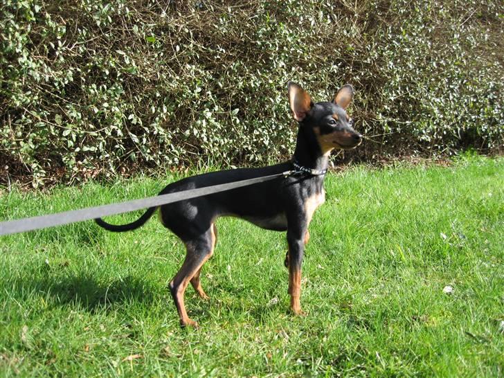 Prazsky krysarik Smilla billede 18