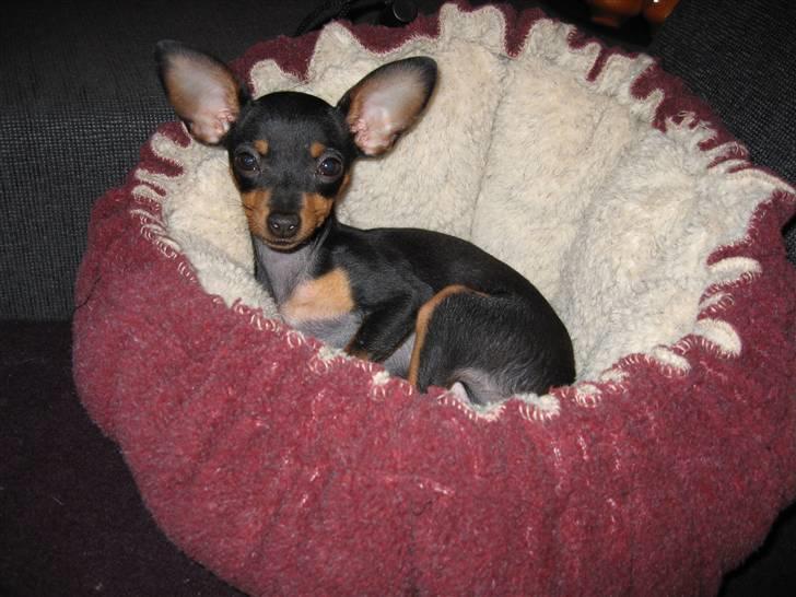 Prazsky krysarik Smilla billede 19