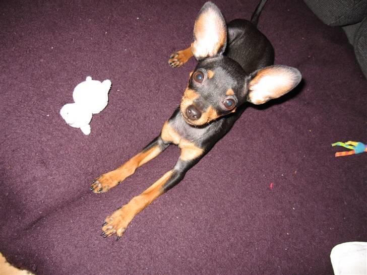 Prazsky krysarik Smilla billede 20