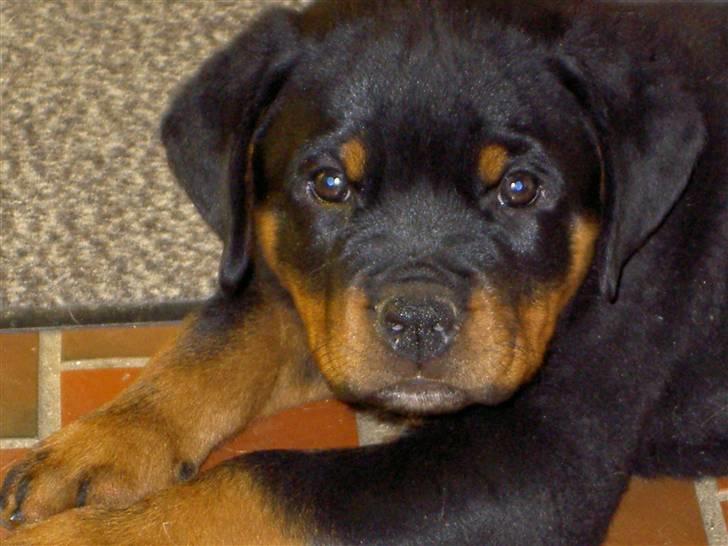 Rottweiler Chaco billede 6
