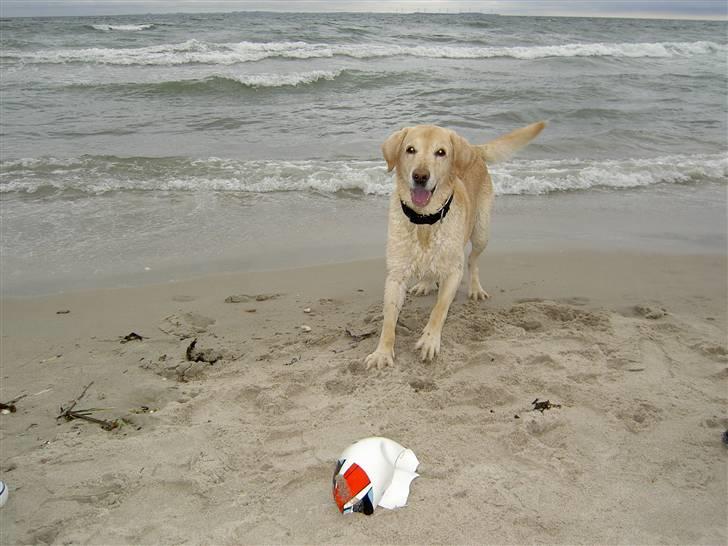 Blanding af racer Simba R.I.P - simba på sin nok, sidste tur til havet. billede 6