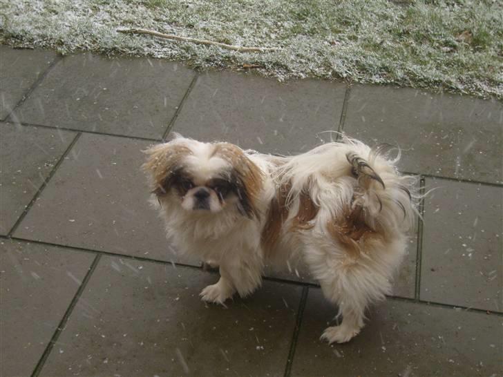 Pekingeser Simba.. - uhh det sneer jubii billede 14