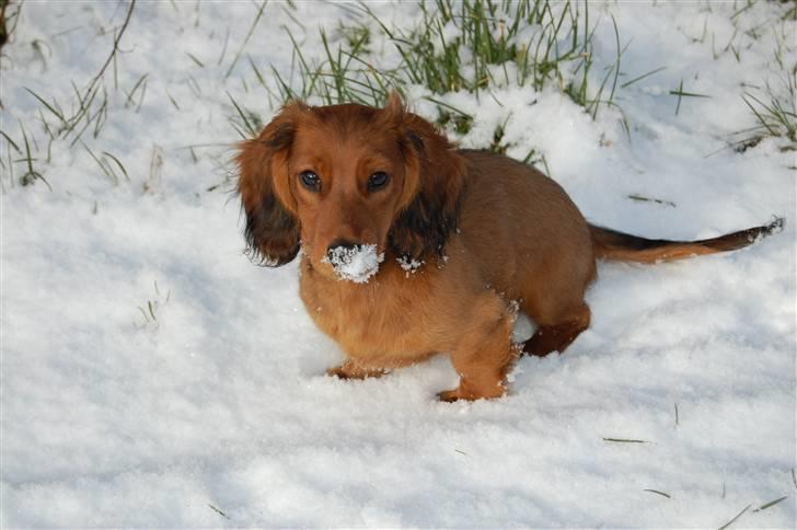 Gravhund nico billede 16