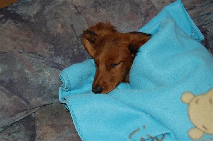 Gravhund nico billede 17