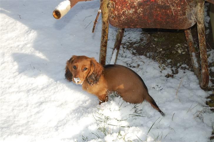 Gravhund nico billede 18