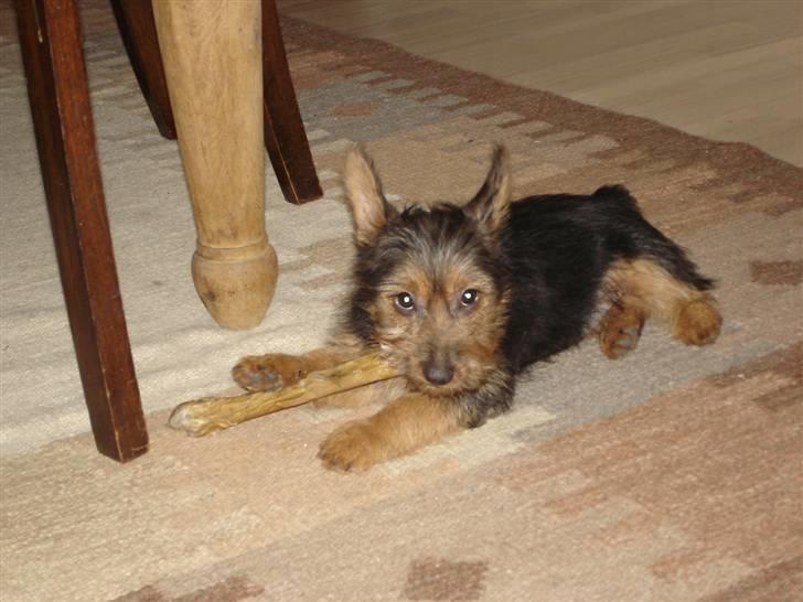 Australsk terrier Paddington - Hej ,jeg hedder Paddinton,men de kalder mig bare Paddy billede 17