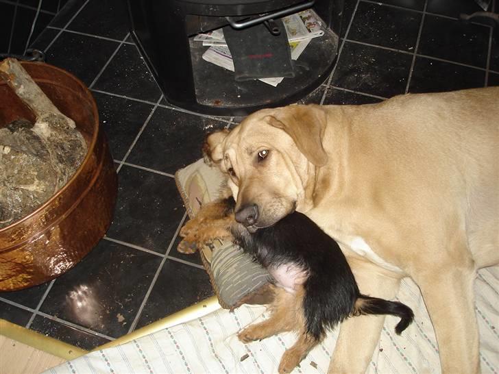 Australsk terrier Paddington - Thor er så dejlig at putte ved billede 3