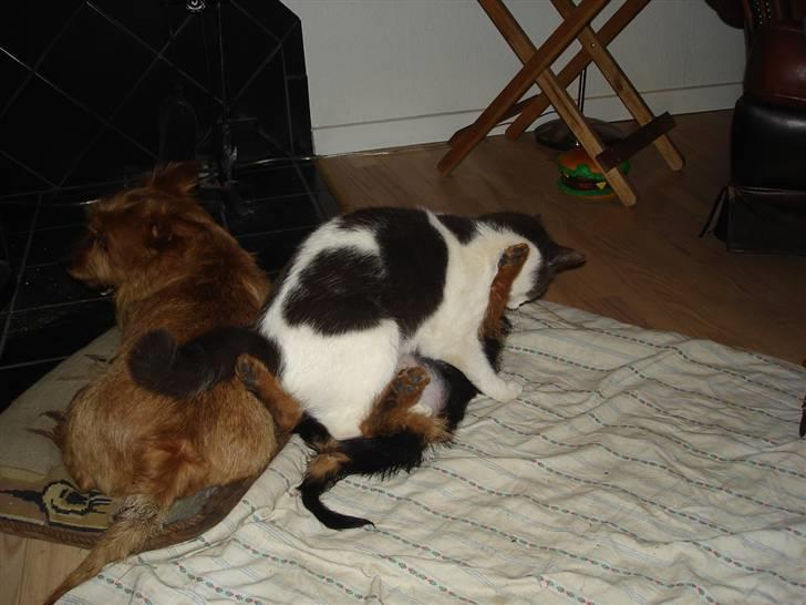 Australsk terrier Paddington - Charlie´s tur til at være øverst billede 4