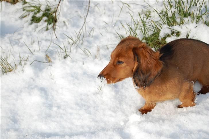 Gravhund nico billede 19