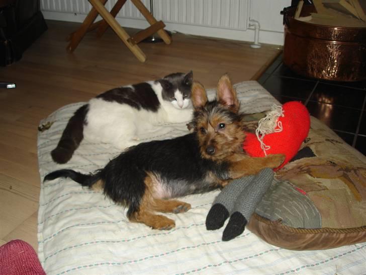 Australsk terrier Paddington - Charlie og paddy hygger sig billede 5