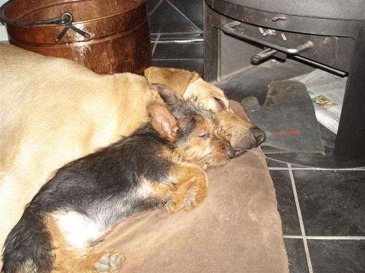 Australsk terrier Paddington billede 6