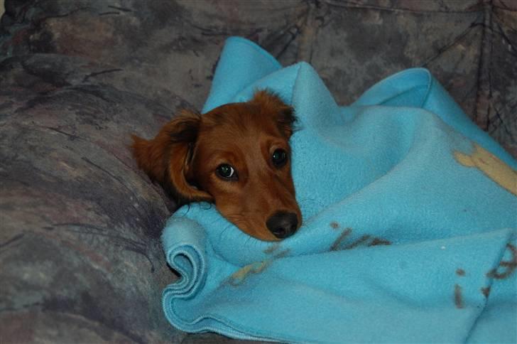 Gravhund nico billede 20