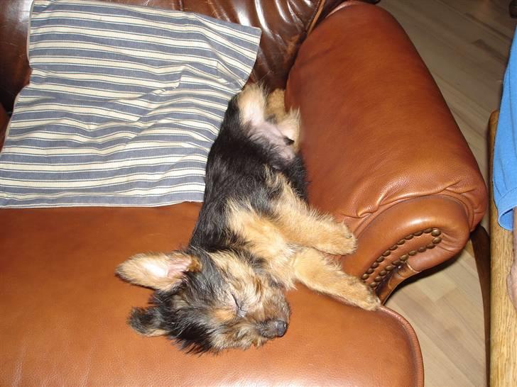 Australsk terrier Paddington - man kan godt blive træt,så er en god lænestol rar billede 7