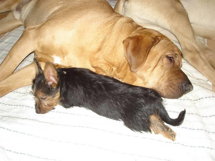 Australsk terrier Paddington - Rolf har ikke opdaget at jeg sover ved siden af ham billede 8