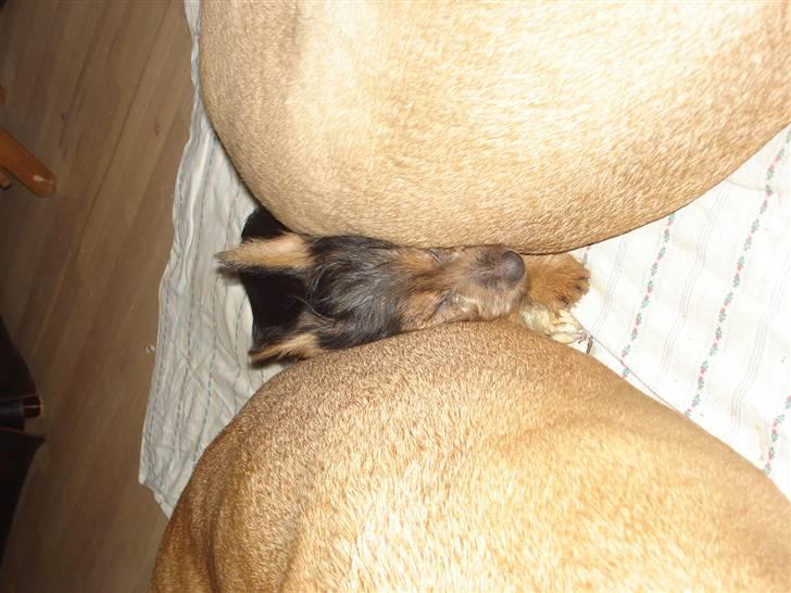 Australsk terrier Paddington - der vist lige plads til en lille terrier mellem 2 Broholmer billede 9