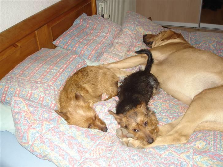 Australsk terrier Paddington - Daisy ,Paddy og Thor tager sig en lur billede 10