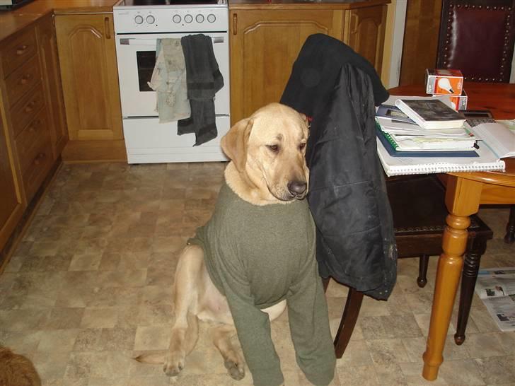 Australsk terrier Paddington - Thor kan godt lide sin fars trøje billede 11