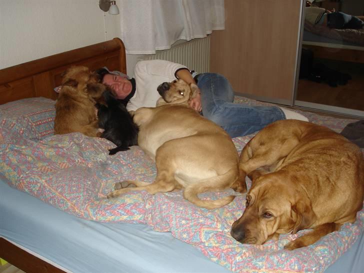 Australsk terrier Paddington - Der er ikke meget plads alle vil råhygge i sengen billede 12