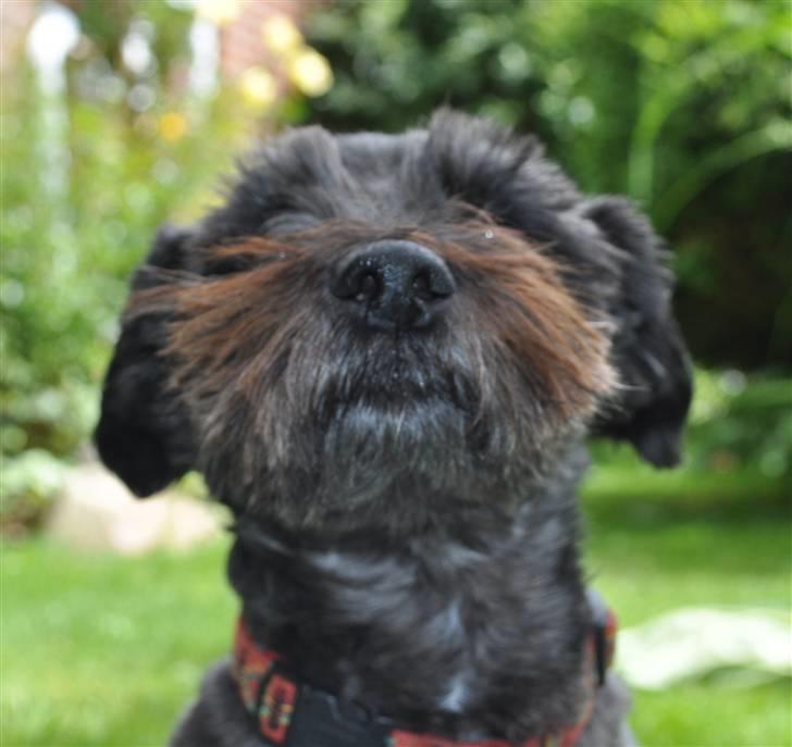 Blanding af racer Leica - zzz billede 1