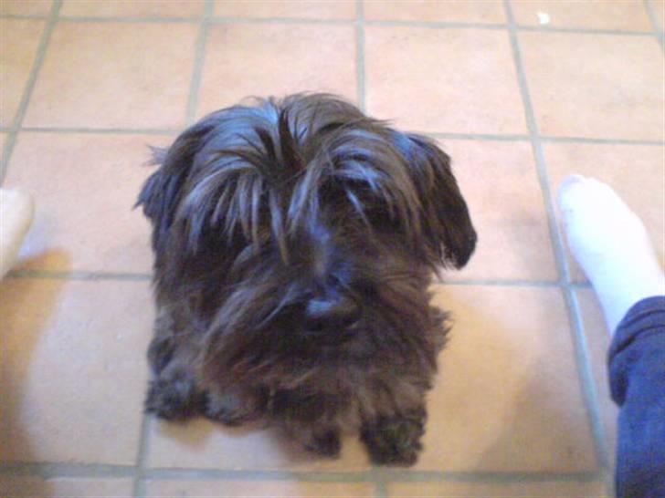 Blanding af racer Leica - hej  billede 2